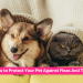 How to Protect Your Pet Against Fleas And Ticks